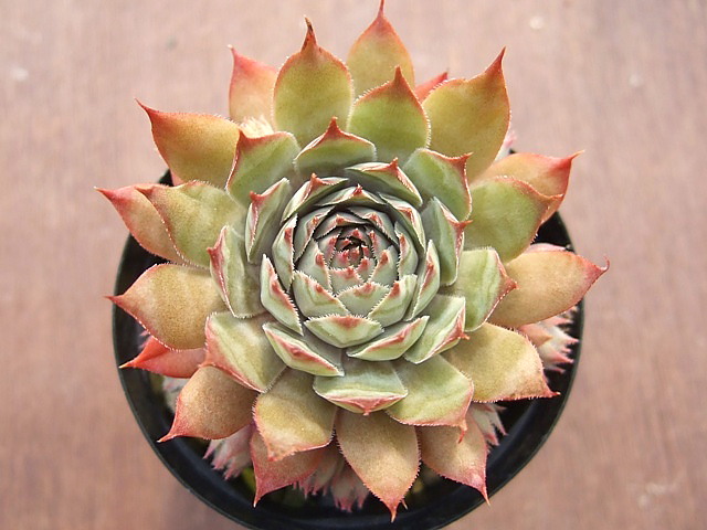 Sempervivum Tectorum Triste テクトラム トリステ [クレールストア]