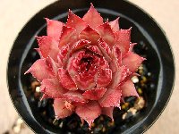 Sempervivum Tectorum Triste テクトラム トリステ - 多肉